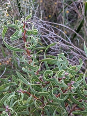 Hakea stenocarpa