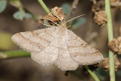 Isturgia murinaria