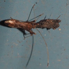 Paraxenetus guttulatus