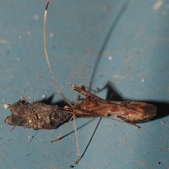 Paraxenetus guttulatus