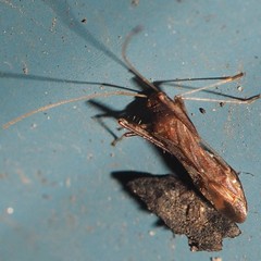 Paraxenetus guttulatus