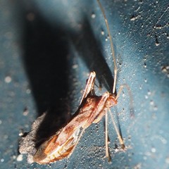 Paraxenetus guttulatus