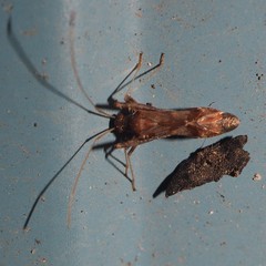 Paraxenetus guttulatus