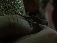 Furcifer