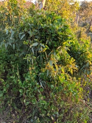 Muehlenbeckia adpressa