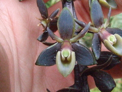 Epidendrum brachystelestachyum