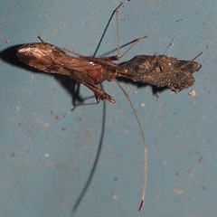 Paraxenetus guttulatus