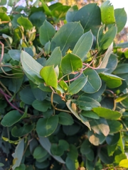 Muehlenbeckia adpressa