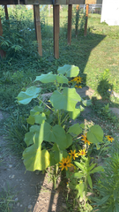 Abutilon theophrasti