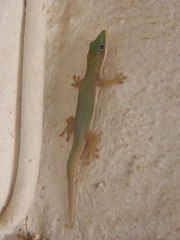Phelsuma hielscheri