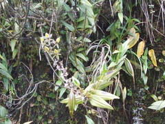 Epidendrum brachystelestachyum