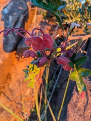 Grevillea bipinnatifida