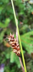 Carex hostiana