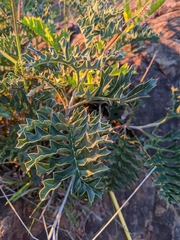Grevillea bipinnatifida