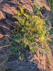 Grevillea bipinnatifida