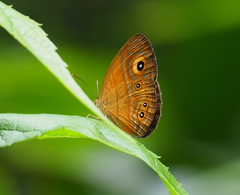 Mycalesis patnia