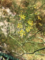 Foeniculum