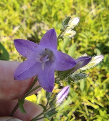 Campanula sibirica