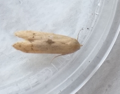 Blastobasis lacticolella