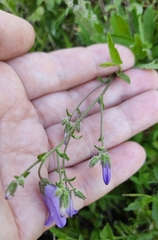 Campanula sibirica