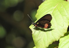 Archonias brassolis