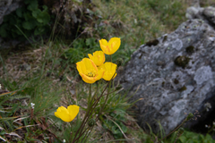 Papaver alpinum