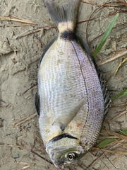 Diplodus holbrookii