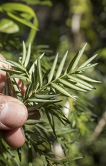 Saxegothaea conspicua