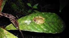 Pristimantis bacchus