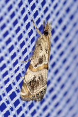 Euchromius cambridgei