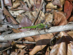 Viridithemis viridula