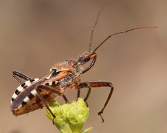 Rhynocoris erythropus
