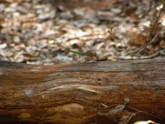 Viridithemis viridula