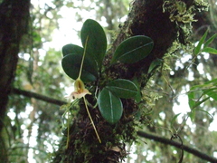Masdevallia pteroglossa