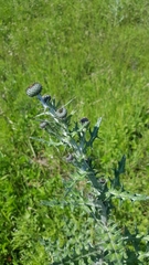 Cirsium undulatum