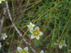 Saxifraga aspera
