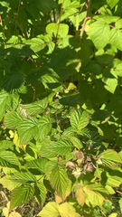 Rubus idaeus