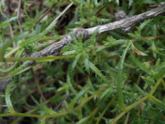 Saxifraga aspera