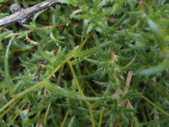 Saxifraga aspera