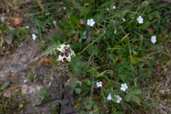 Pedicularis compacta