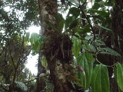 Masdevallia carmenensis