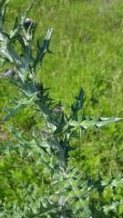 Cirsium undulatum