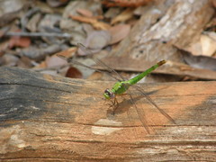 Viridithemis viridula