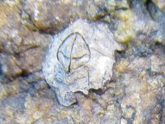 Caudoeuraphia caudata