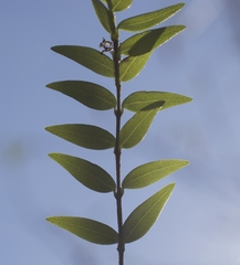 Metrosideros stipularis