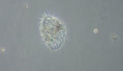 Psilotrichidae