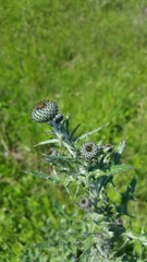 Cirsium undulatum