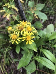 Oreochrysum parryi