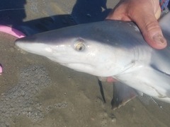 Carcharhinus plumbeus