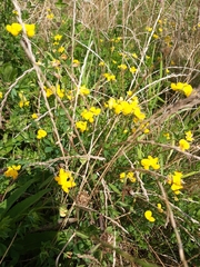 Lotus corniculatus